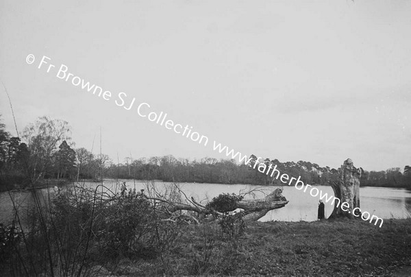 FALLEN TREE BY LAKE